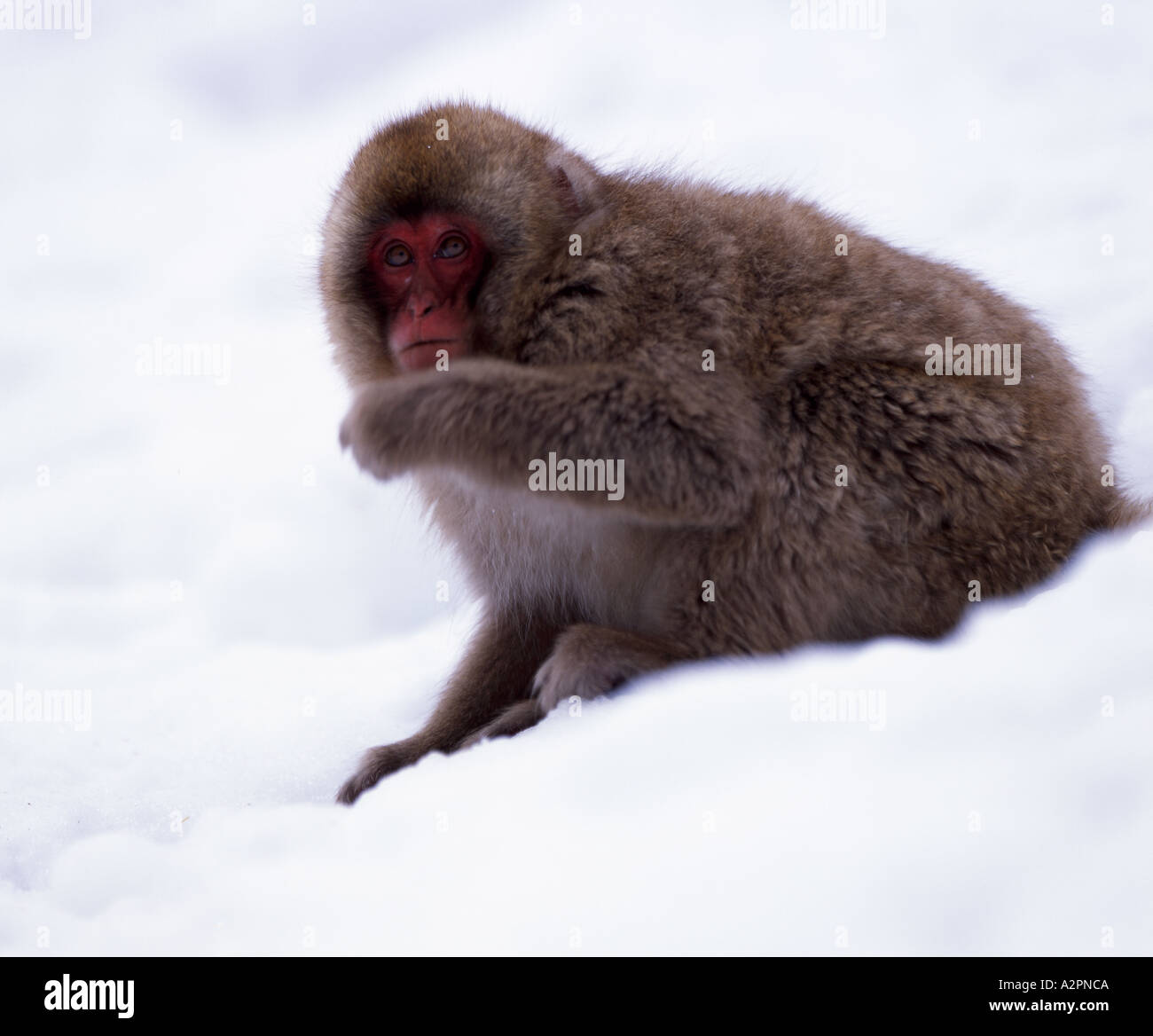 Neve giapponesi Macaque monkey Fuscata foraggio per gli alimenti sulla neve Foto Stock