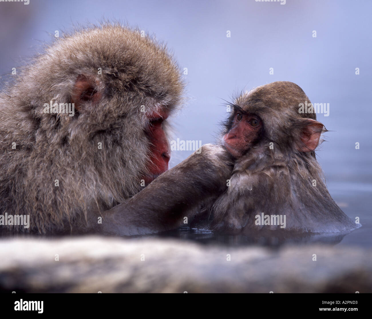 Neve giapponesi Macaque monkey Fuscata Bagno tempo Foto Stock