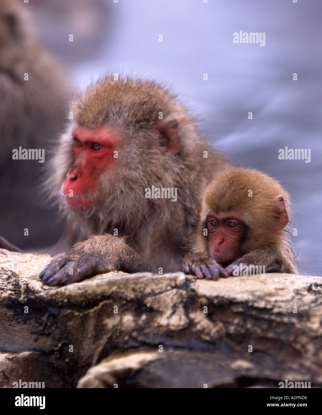 Neve giapponesi Macaque monkey Fuscata Bagno tempo nella primavera calda onsen Foto Stock