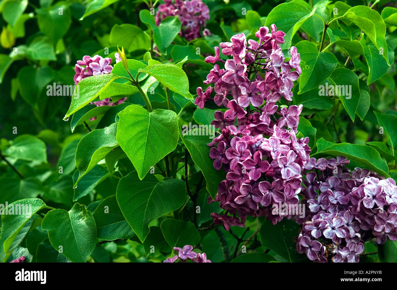 Fioritura lilla o albero condotto nelle prime ore del mattino. Foto Stock