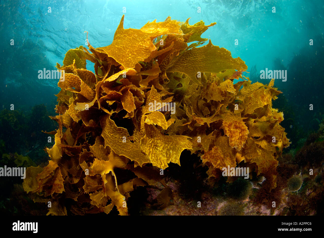 Ecklonia kelp Ecklonia radiata POVERI CAVALIERI Isole Nuova Zelanda Foto Stock