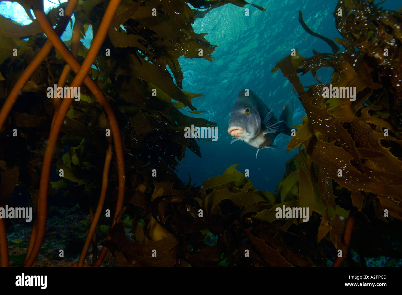 In Porae kelp Nemadactylus douglasii arco mediano POVERI CAVALIERI Isole Nuova Zelanda Foto Stock