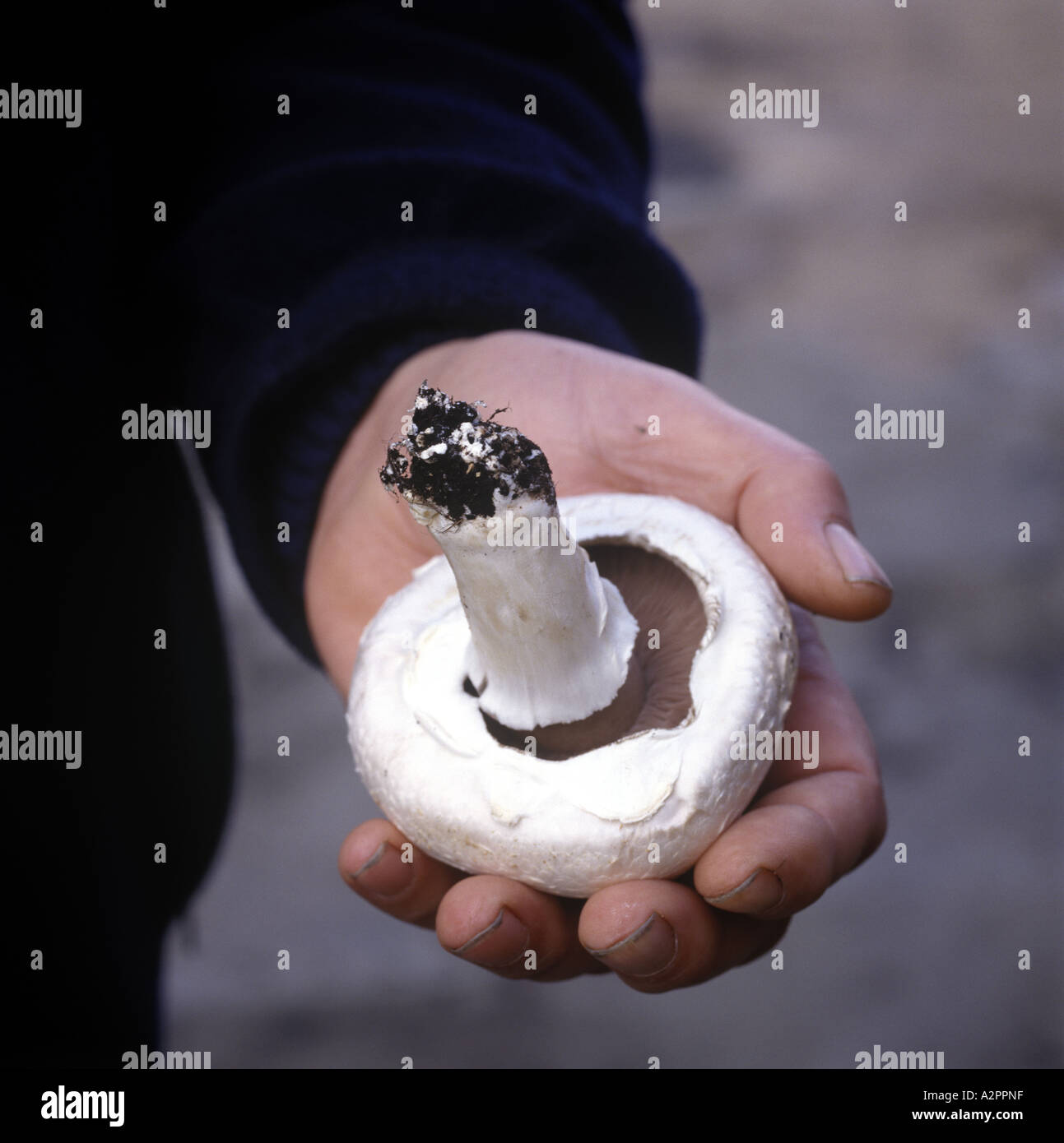 Una fresca cresciuto Norfolk fungo piana ad una fattoria di funghi in Norfolk East Anglia England tenuto in una mano Foto Stock