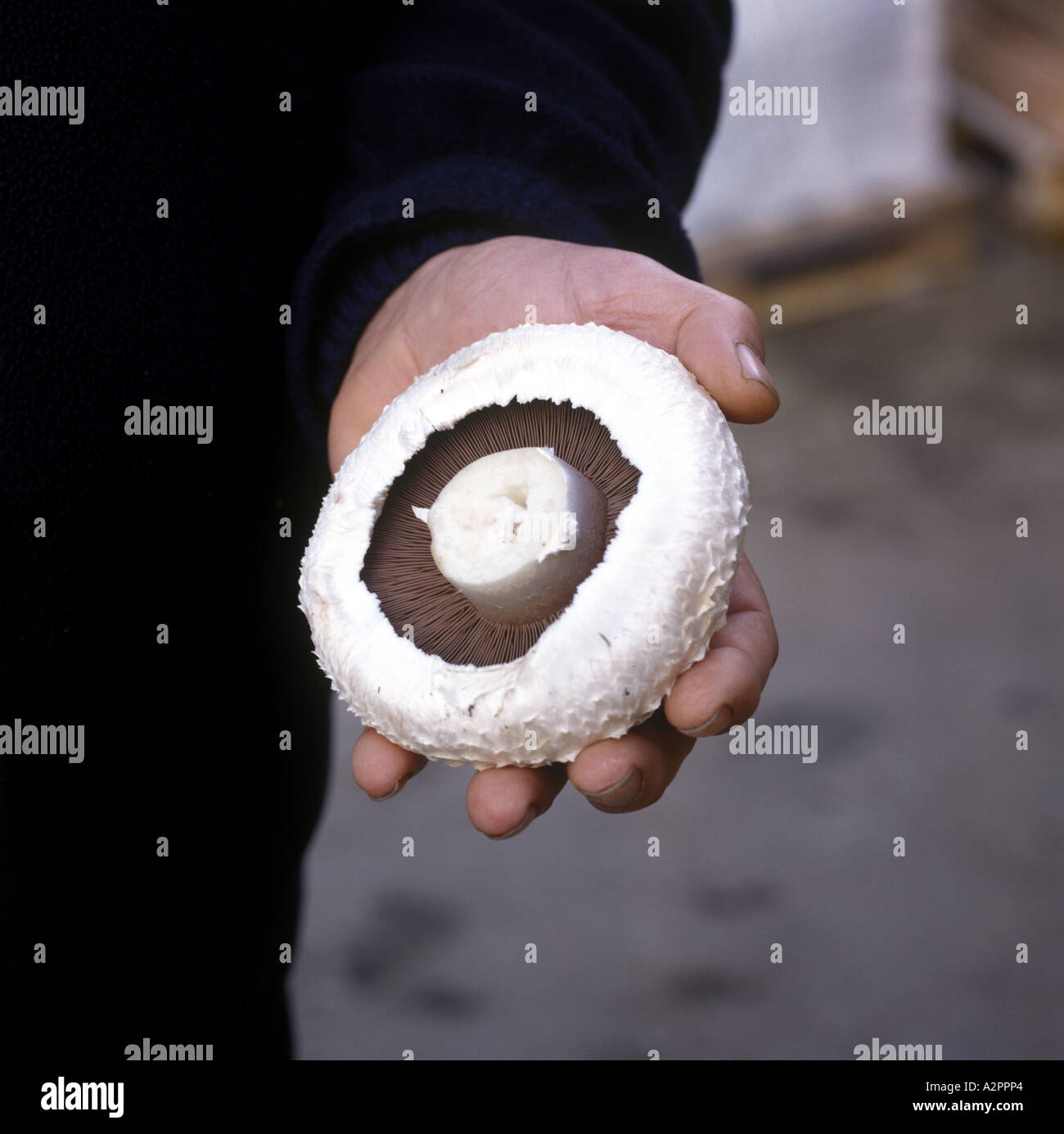 Una fresca cresciuto Norfolk fungo piana ad una fattoria di funghi in Norfolk East Anglia England tenuto in una mano Foto Stock
