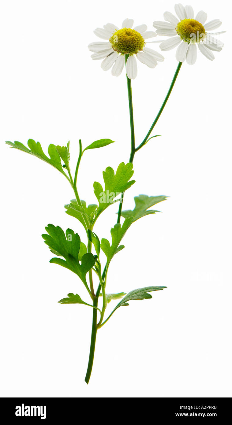 Matricale (Tanacetum parthenium) pianta medicinale usato per curare il mal  di testa ed emicranie Foto stock - Alamy