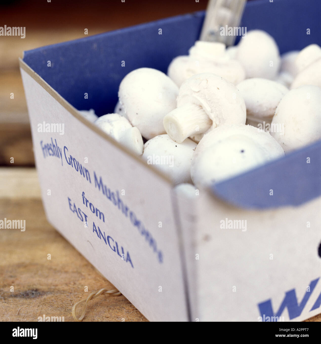 Appena i funghi coltivati in una fattoria a fungo Norfolk in Inghilterra nel cestello Foto Stock