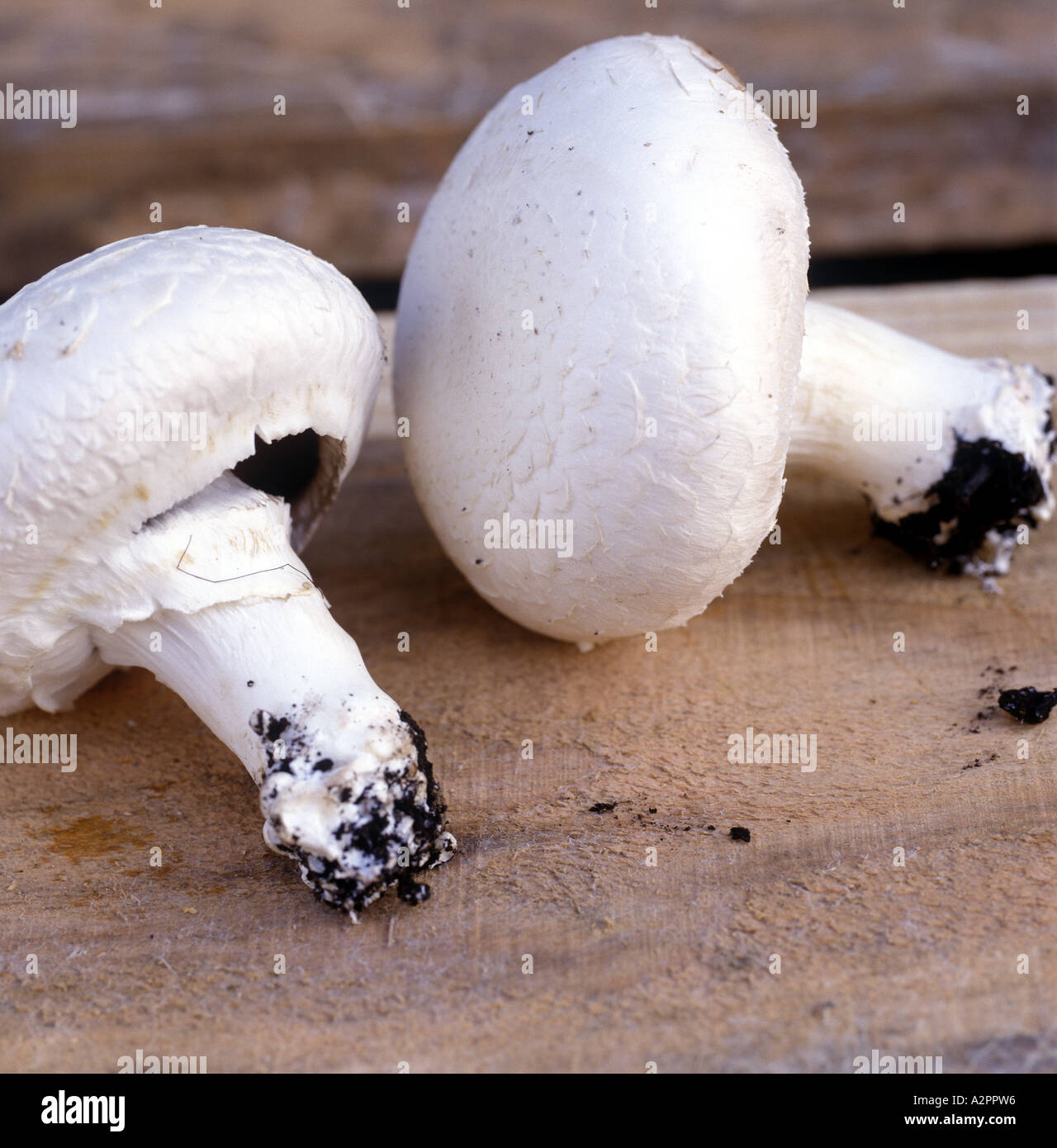 I funghi appena raccolto in una fattoria a fungo nel Norfolk, Inghilterra Foto Stock