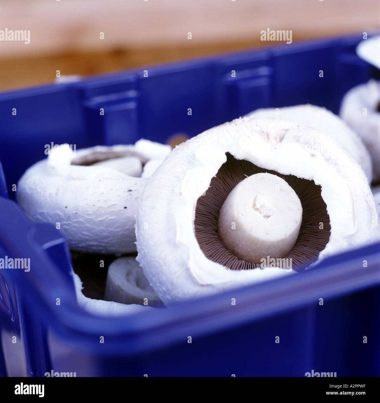 Appena raccolto Norfolk funghi piani in una cestella Norfolk England Regno Unito Foto Stock