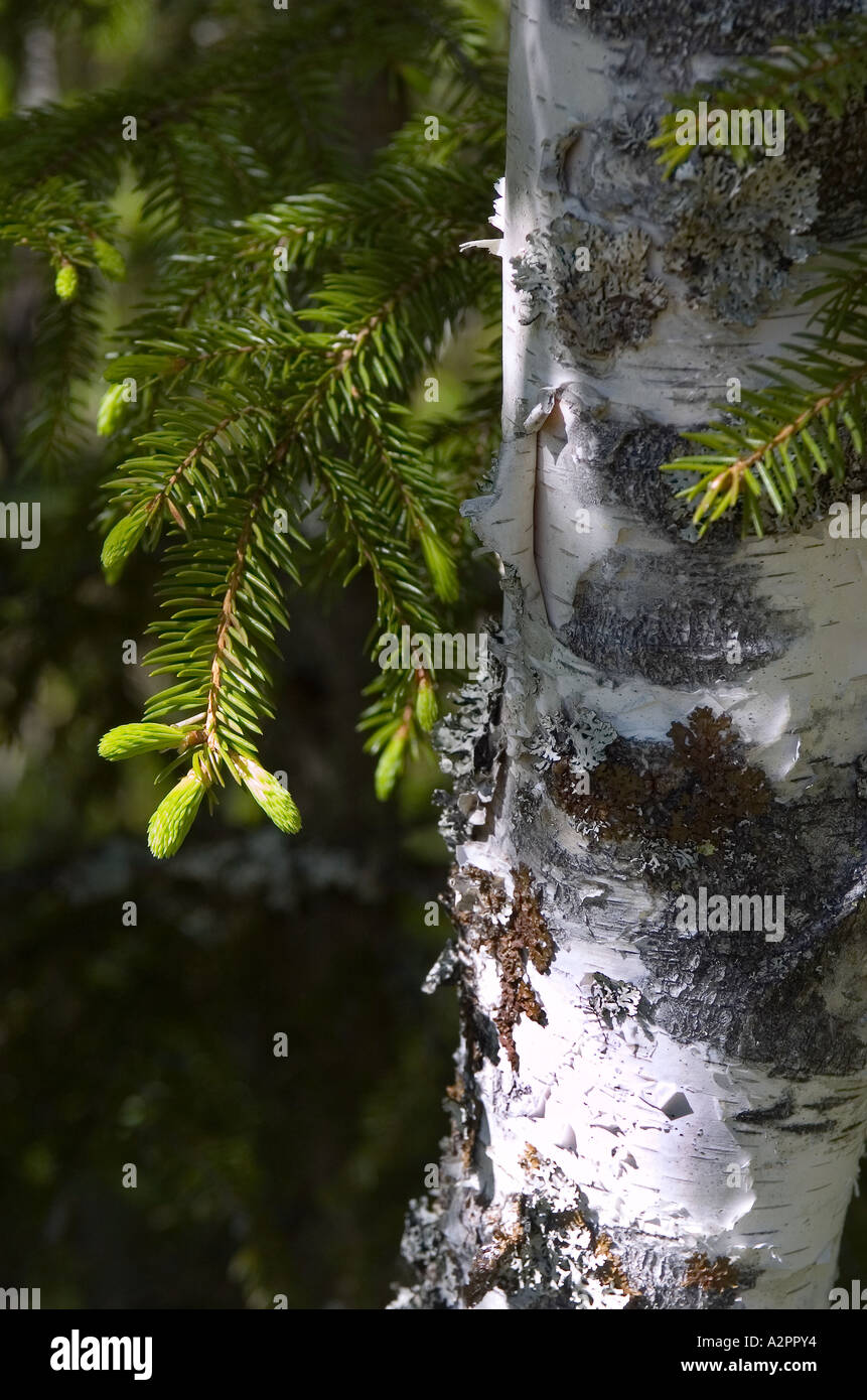 I germogli freschi di pino in primavera dal legno di betulla trunk. Foto Stock