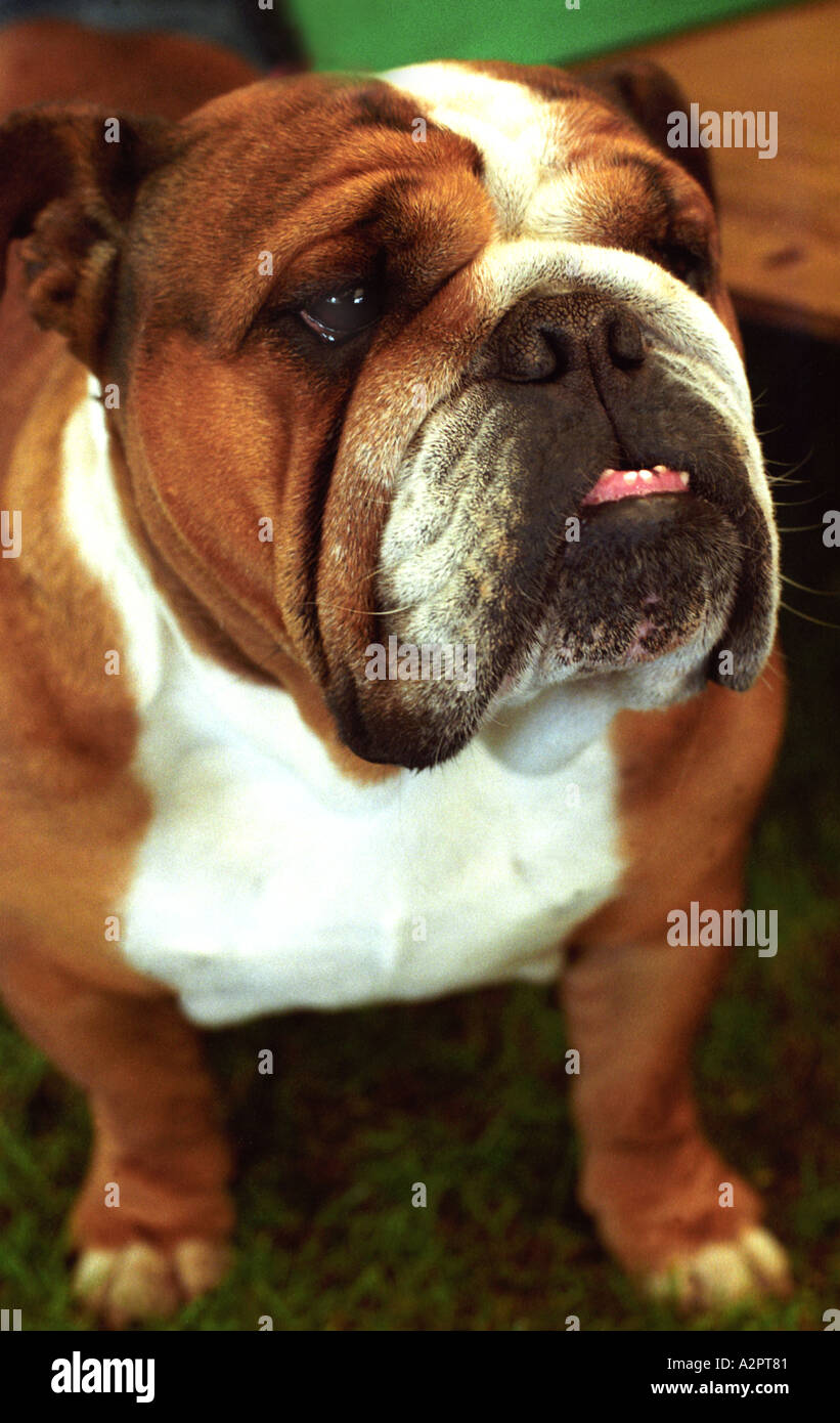 Bulldog a Kennel Club Show Foto Stock