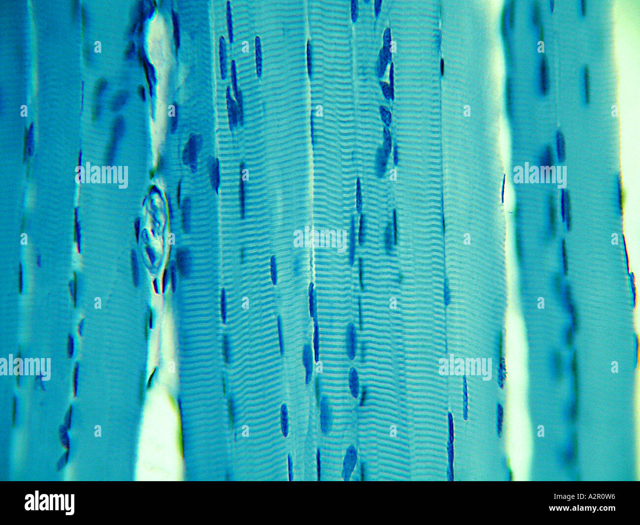 Micrografia blu immagine ingrandita di un tessuto muscolare utilizzando un microscopio Foto Stock