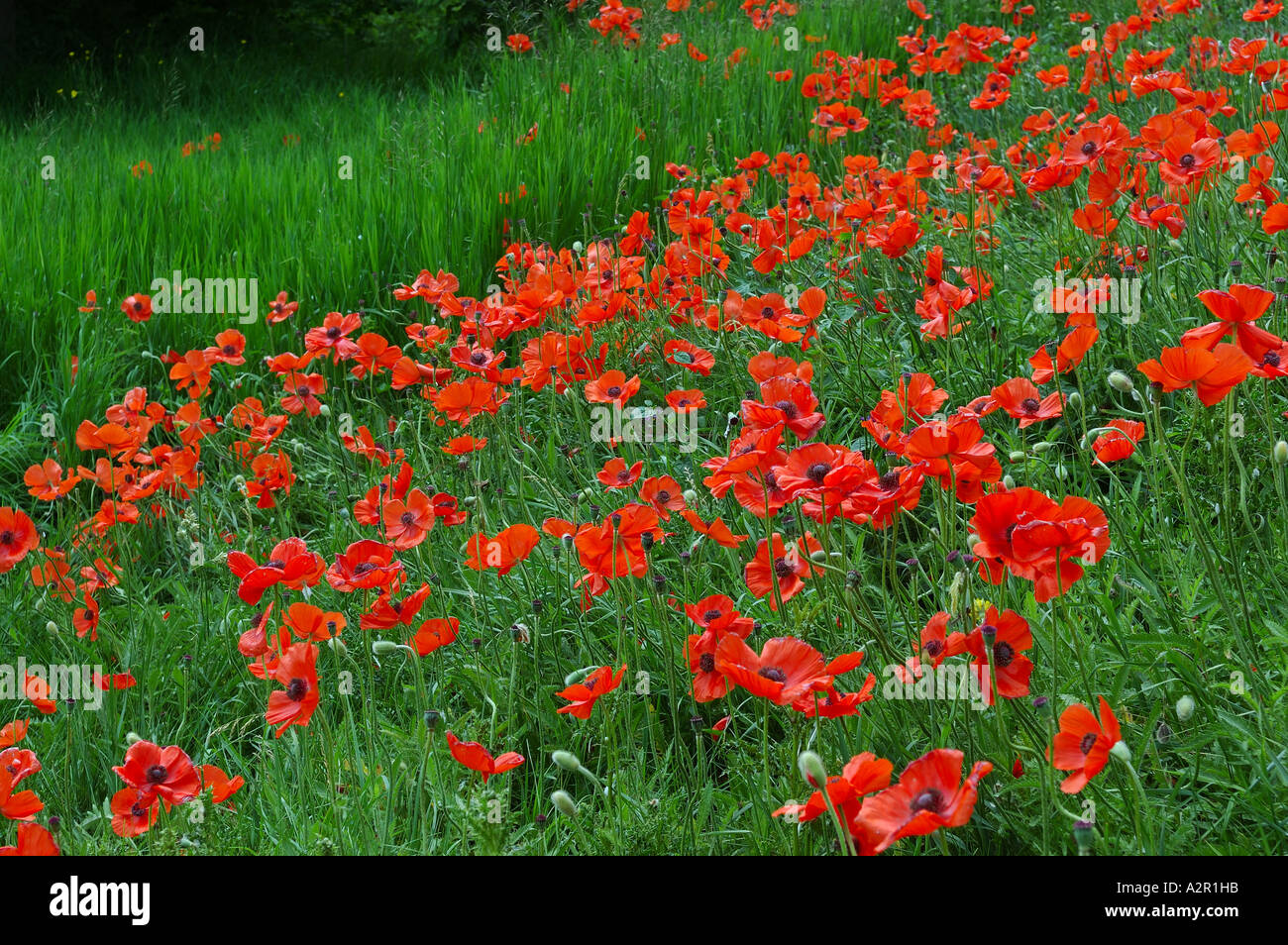 Campo di wild oriental papavero rosso con erba verde Foto Stock