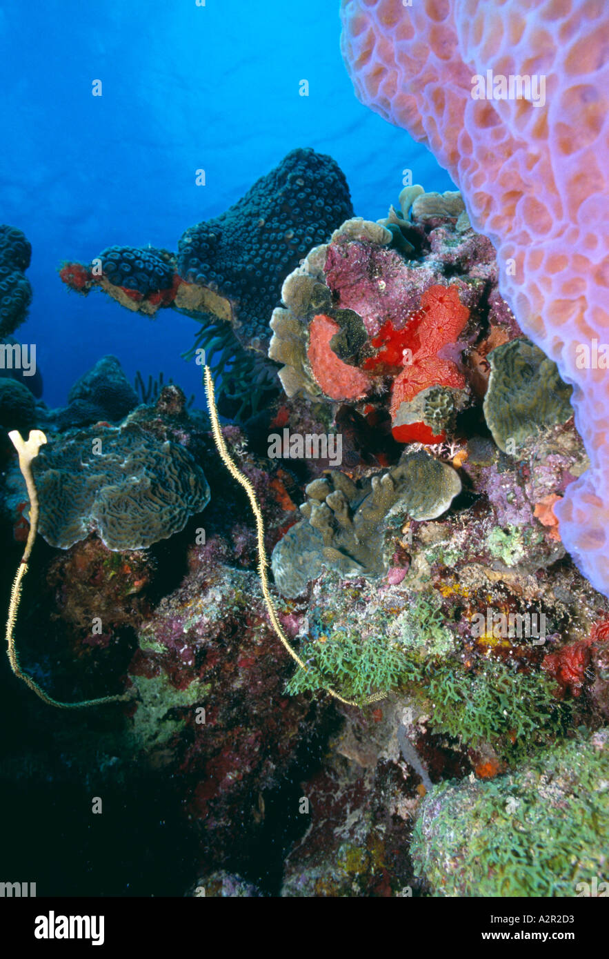 Bonaire Twixt divesite u w disposizione di colorati coralli e spugne Foto Stock