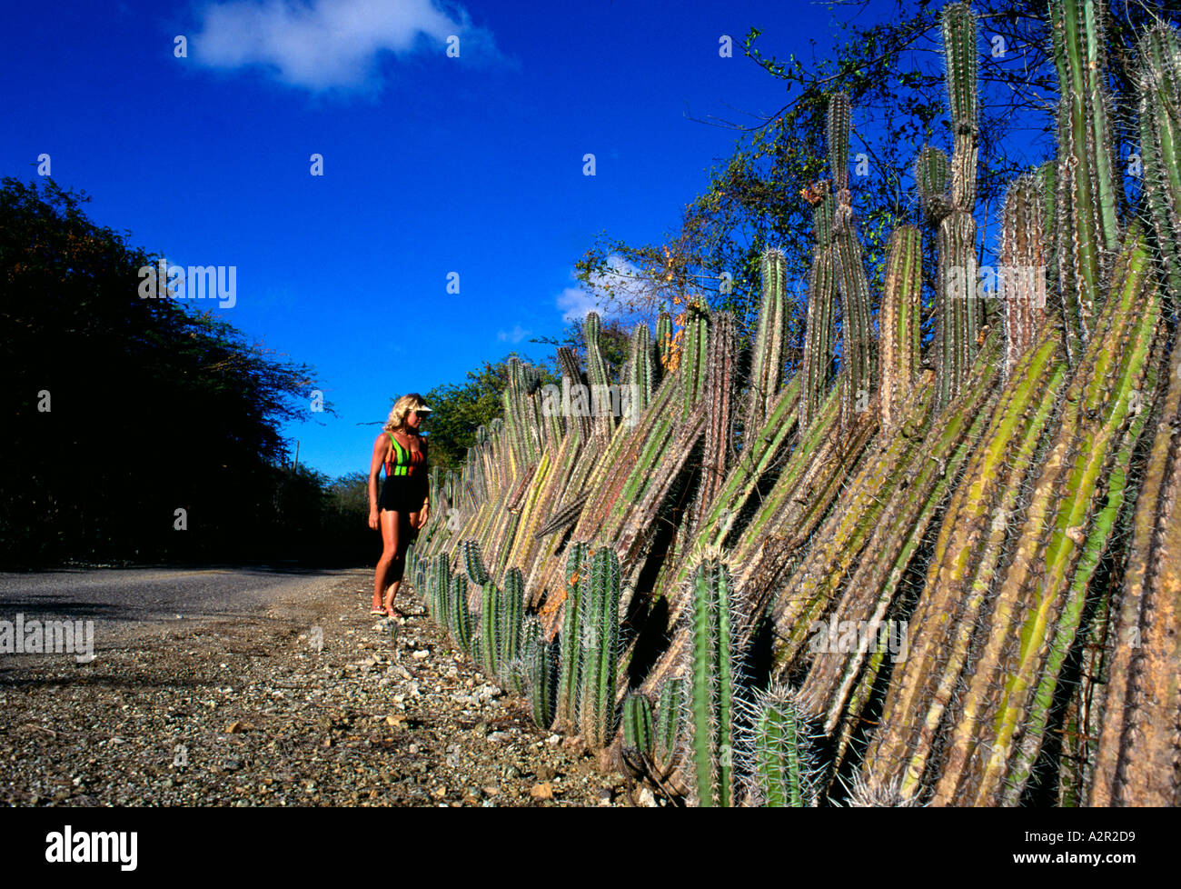 Bonaire strada Cactus recinto Beth Goodman Foto Stock