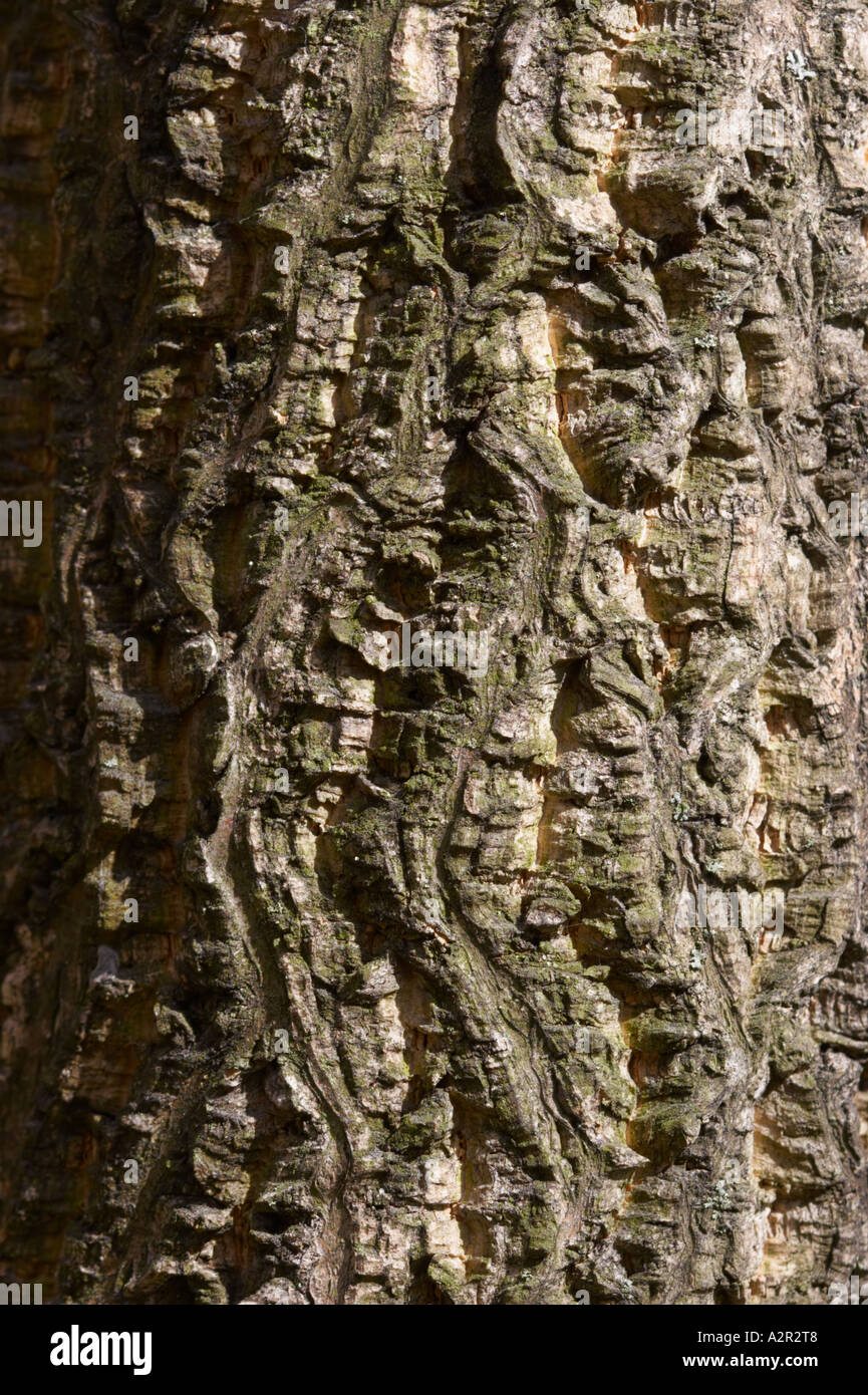 Rutacee Phellodendron amurense - sughero Amur-corteccia di albero Foto Stock