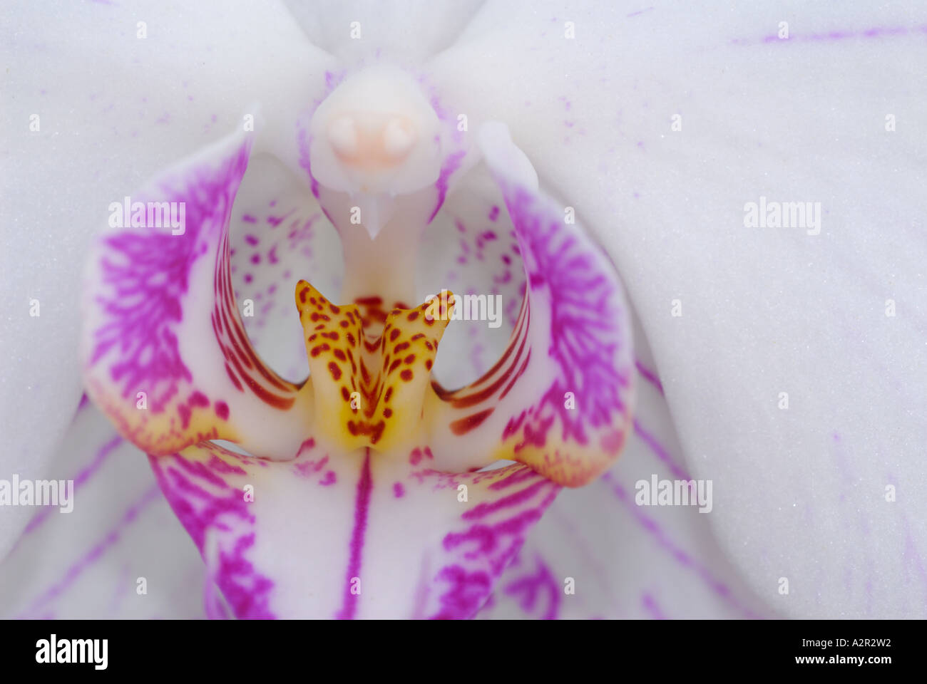 Phalaenopsis viola bianco moth orchid Foto Stock