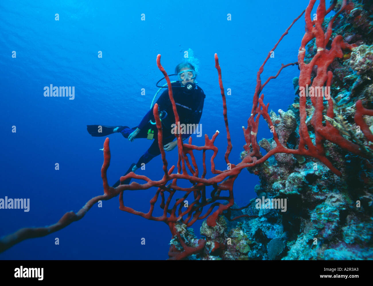 Isole Cayman Little Cayman Bloody Bay ben diver Karen Stewart rosso spugna di corda Foto Stock