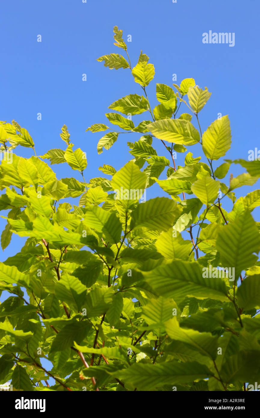 American Faggio - Fagus grandifolia Foto Stock