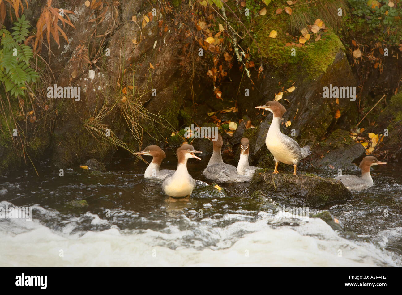 Un gruppo di giovani Mergansers comune (smergo maggiore) - Mergus merganser sulla banca di Myllykoski rapids, Oulanka National Park, Kuusamo Foto Stock