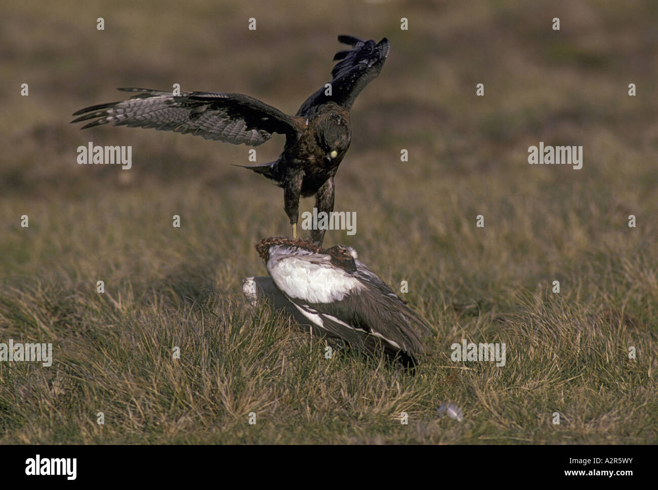 Redbacked Hawk Buteo polyosoma a goose kill Foto Stock