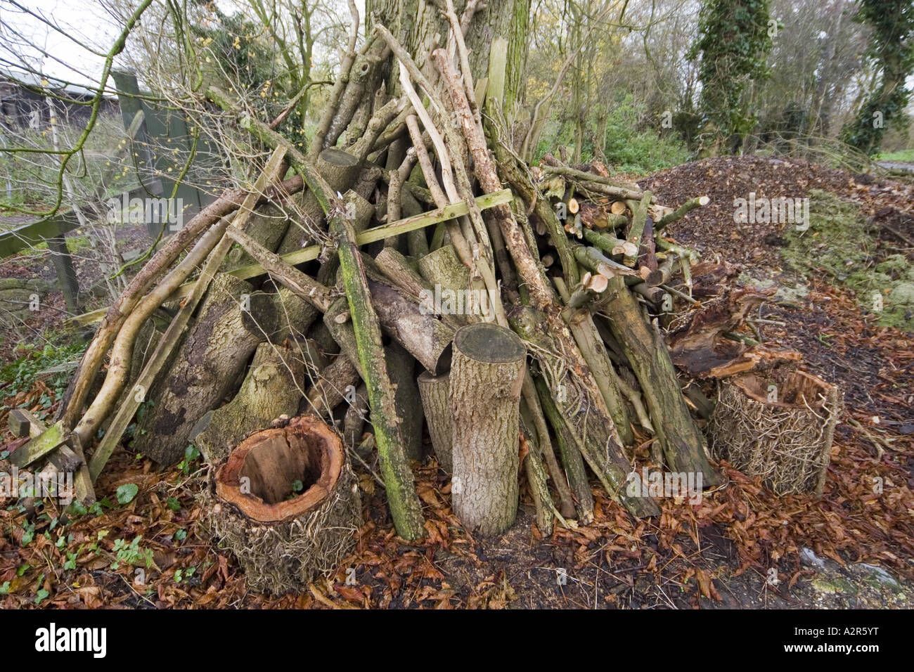 Morto un palo di legno è un ottimo habitat per la fauna selvatica Foto Stock