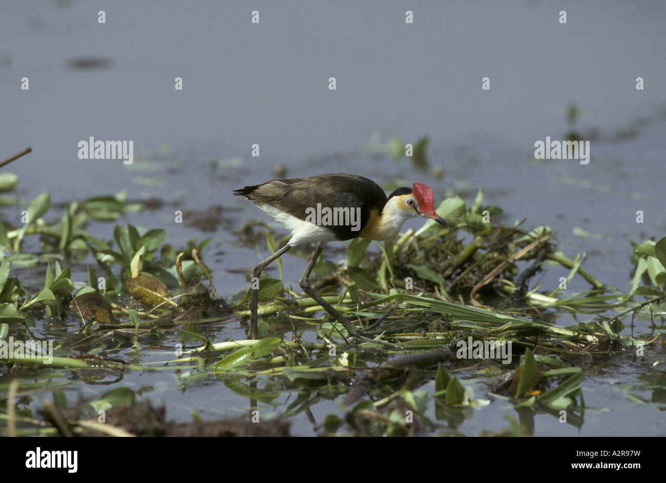 Pettine crested Jacana Irediparra gallinacea Kakadu Australia Foto Stock