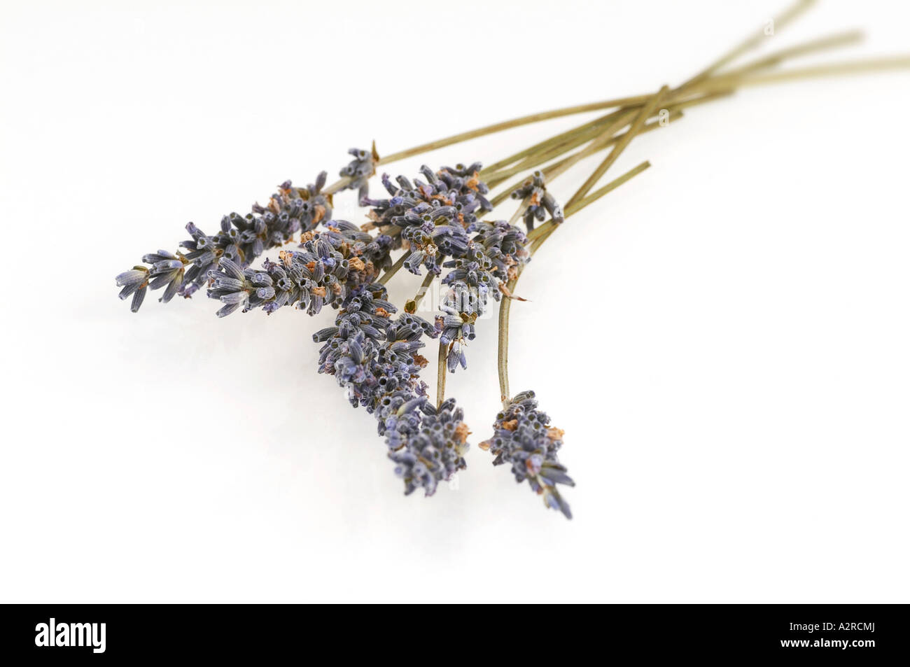 Mazzetto di lavanda su sfondo bianco Foto Stock