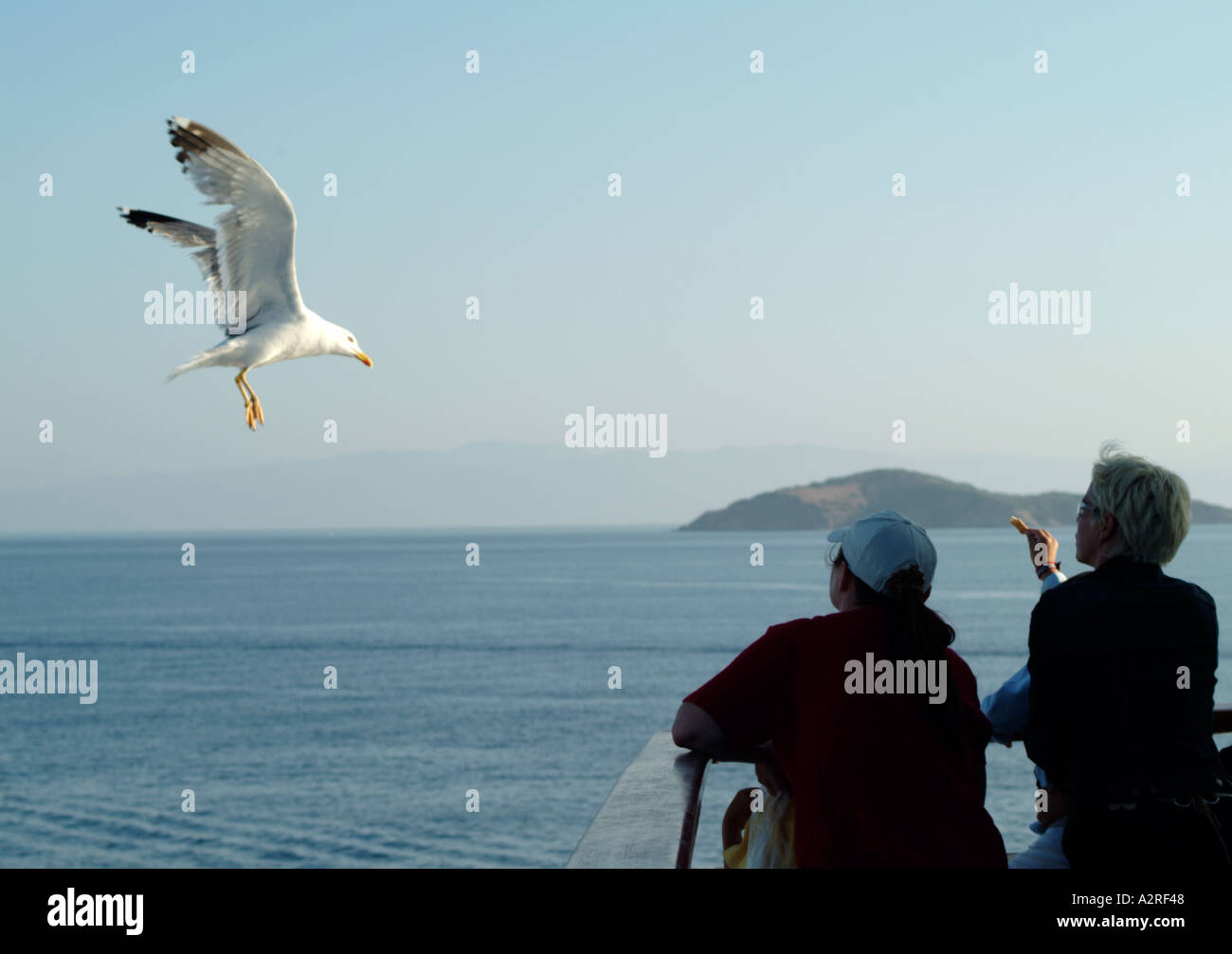 Seagull insegue il traghetto per scarti di cibo da parte dei passeggeri Foto Stock