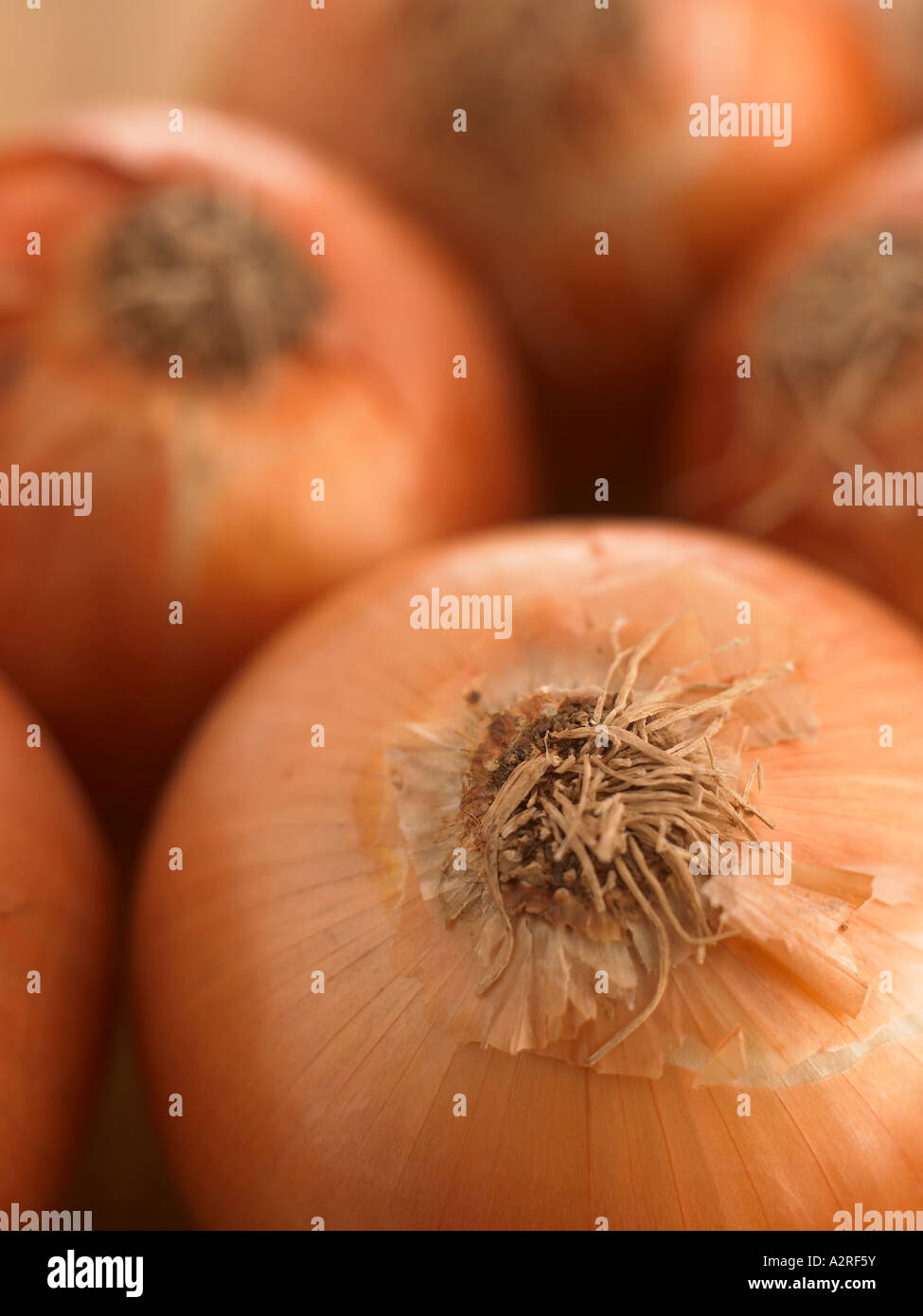 cipolle Foto Stock