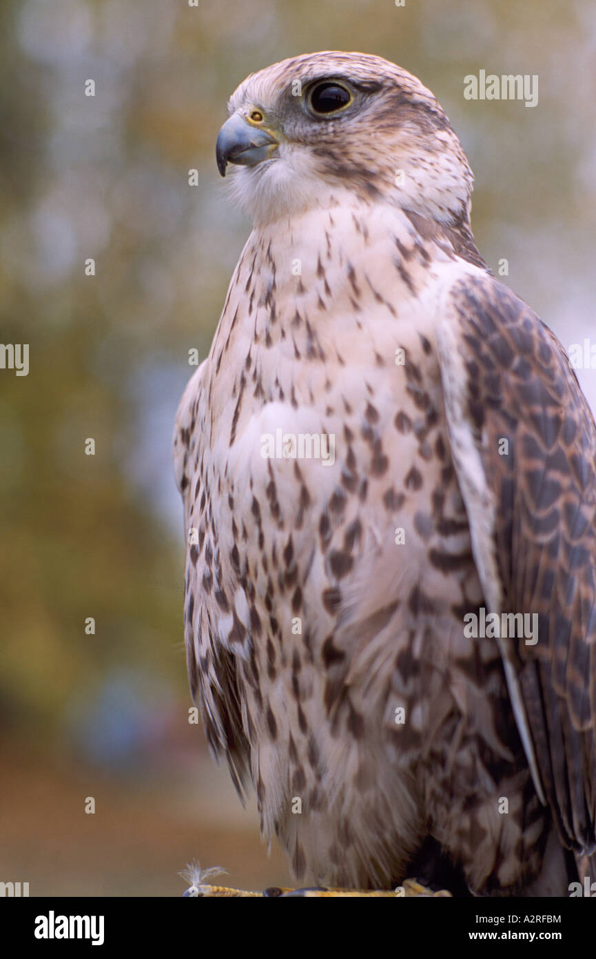 Saker Falcon (Falco cherrug), uccello nativo di Europa orientale e Asia ...