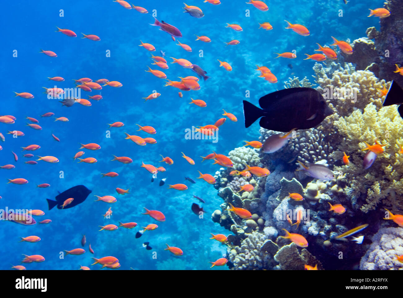 Reef riff di un mare blu profondo Ras Mohamed Sharm el Sheikh Egitto sinai SCALEFIN ANTHIAS fish Foto Stock