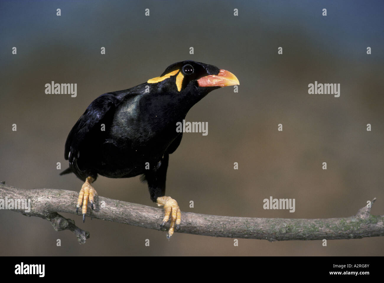 Hill Mynah Gracula religiosa appollaiato sul ramo Foto Stock