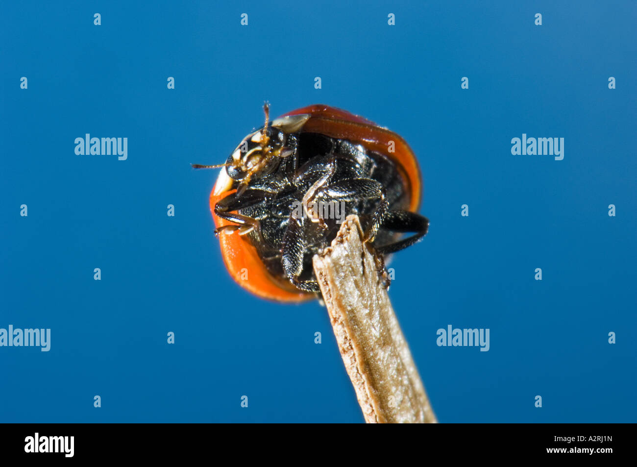 Coccinella coccinella ladybeetle Closeup close up sfondo blu salita salendo una lama lo stelo di grano della levetta Foto Stock