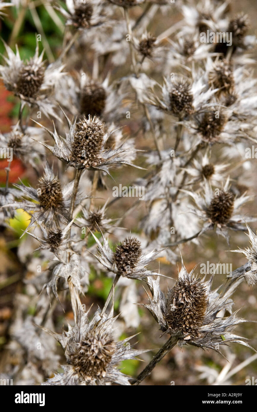 Teste di morti di Eryngium o mare Holly Foto Stock