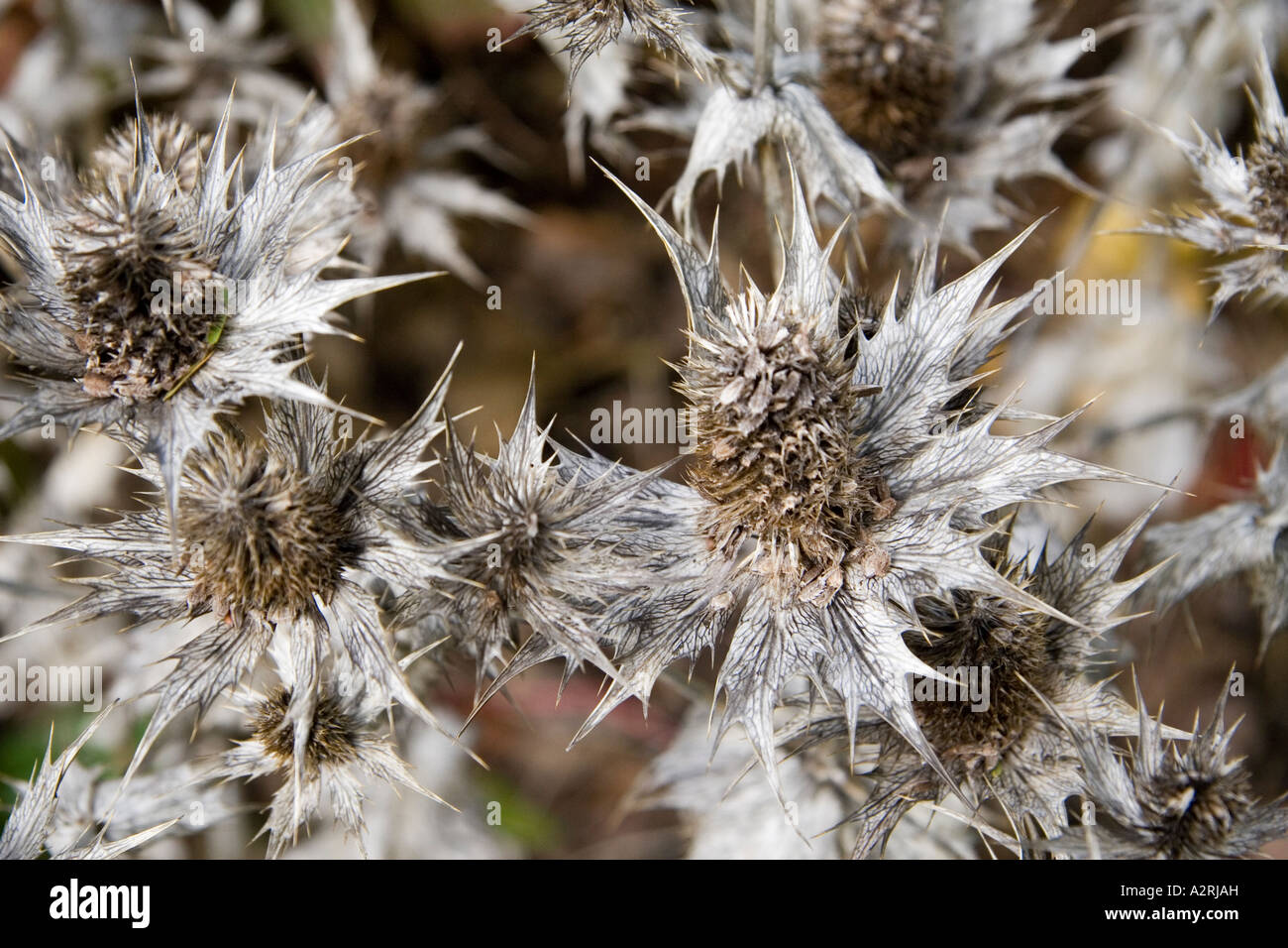 Teste di morti di Eryngium o mare Holly Foto Stock