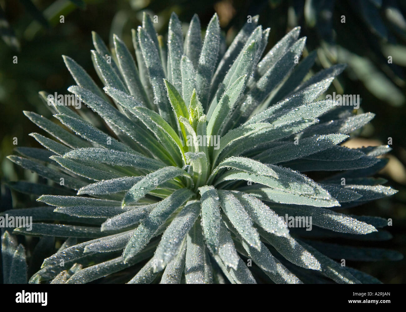 Euphorbia rendendo un attraente design in un giardino di inverno Foto Stock