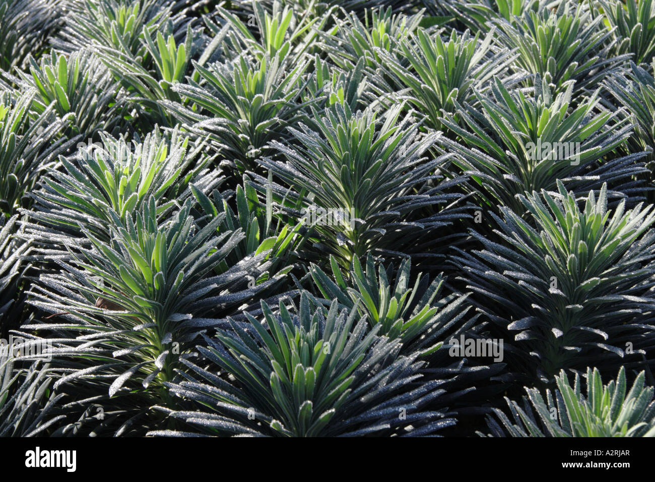 Euphorbia rendendo un attraente design in un giardino di inverno Foto Stock