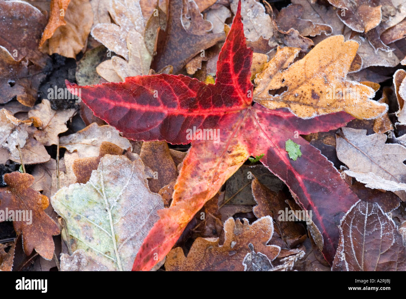Red Leaf aggiunge colore a un tappeto di frozen caduta foglie in inverno Foto Stock