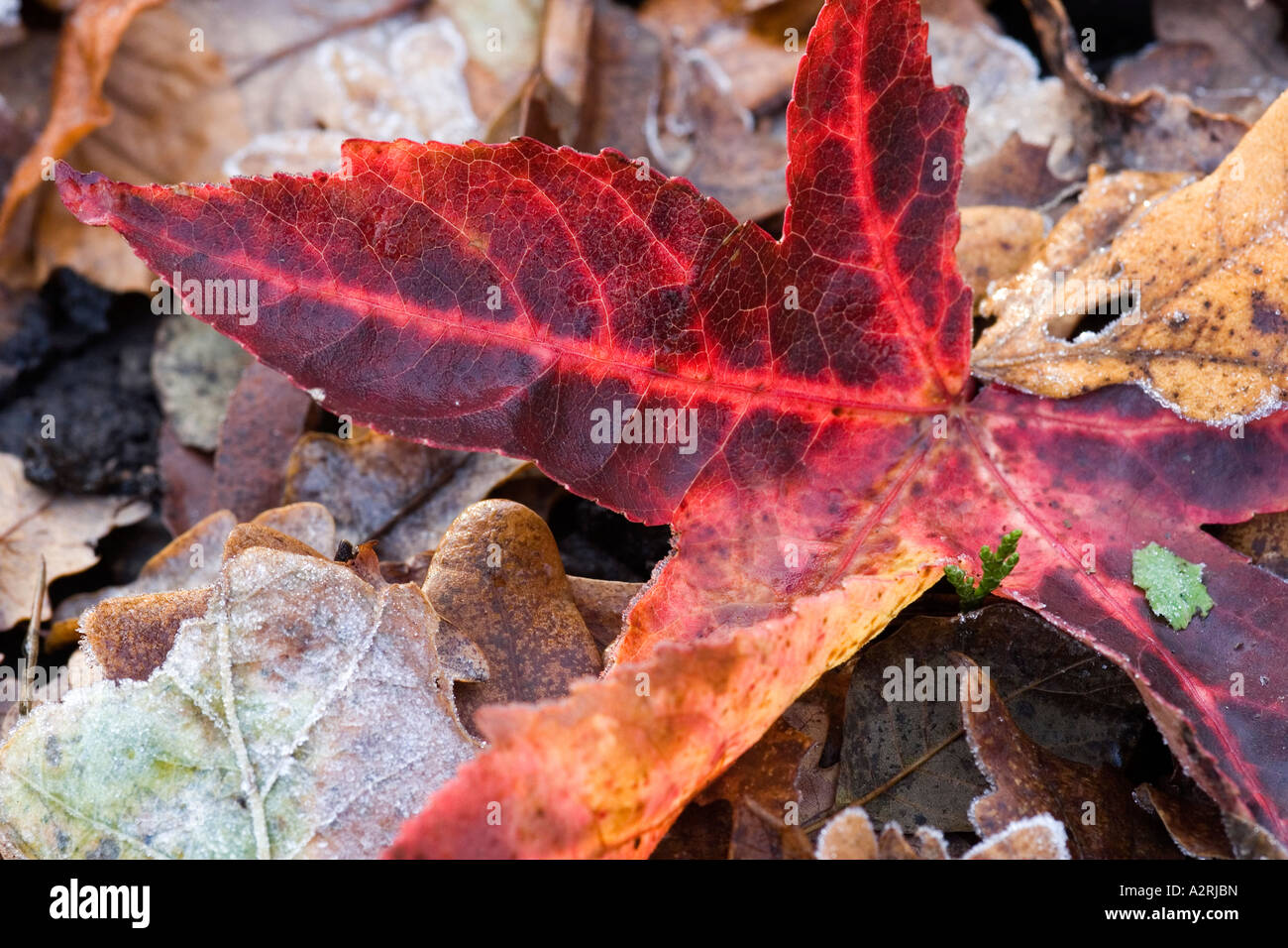 Red Leaf aggiunge colore a un tappeto di frozen caduta foglie in inverno Foto Stock