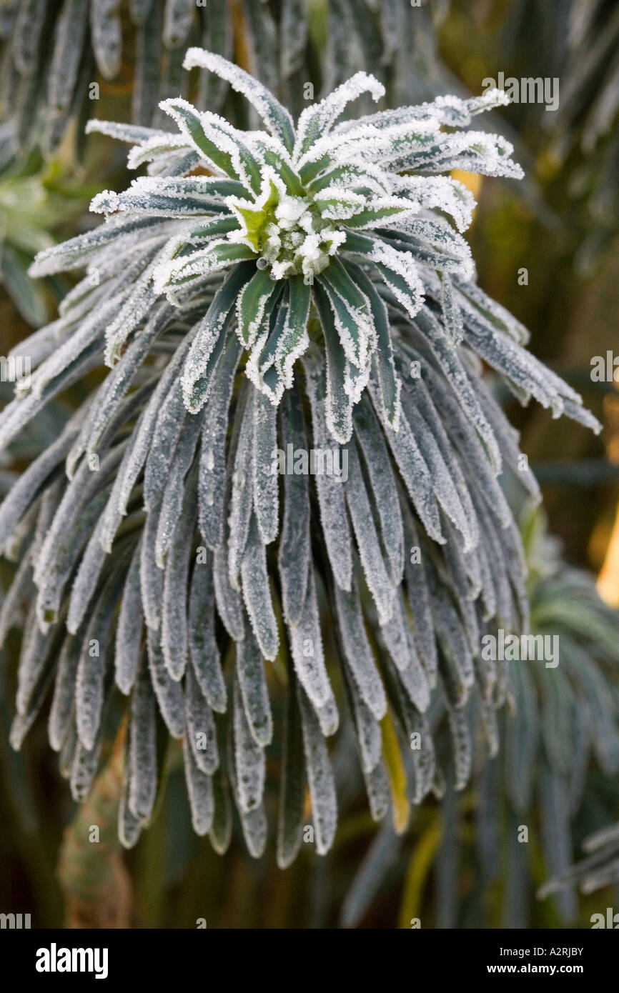 Frost-coperta di Euphorbia rende un interessante pattern in inverno Foto Stock