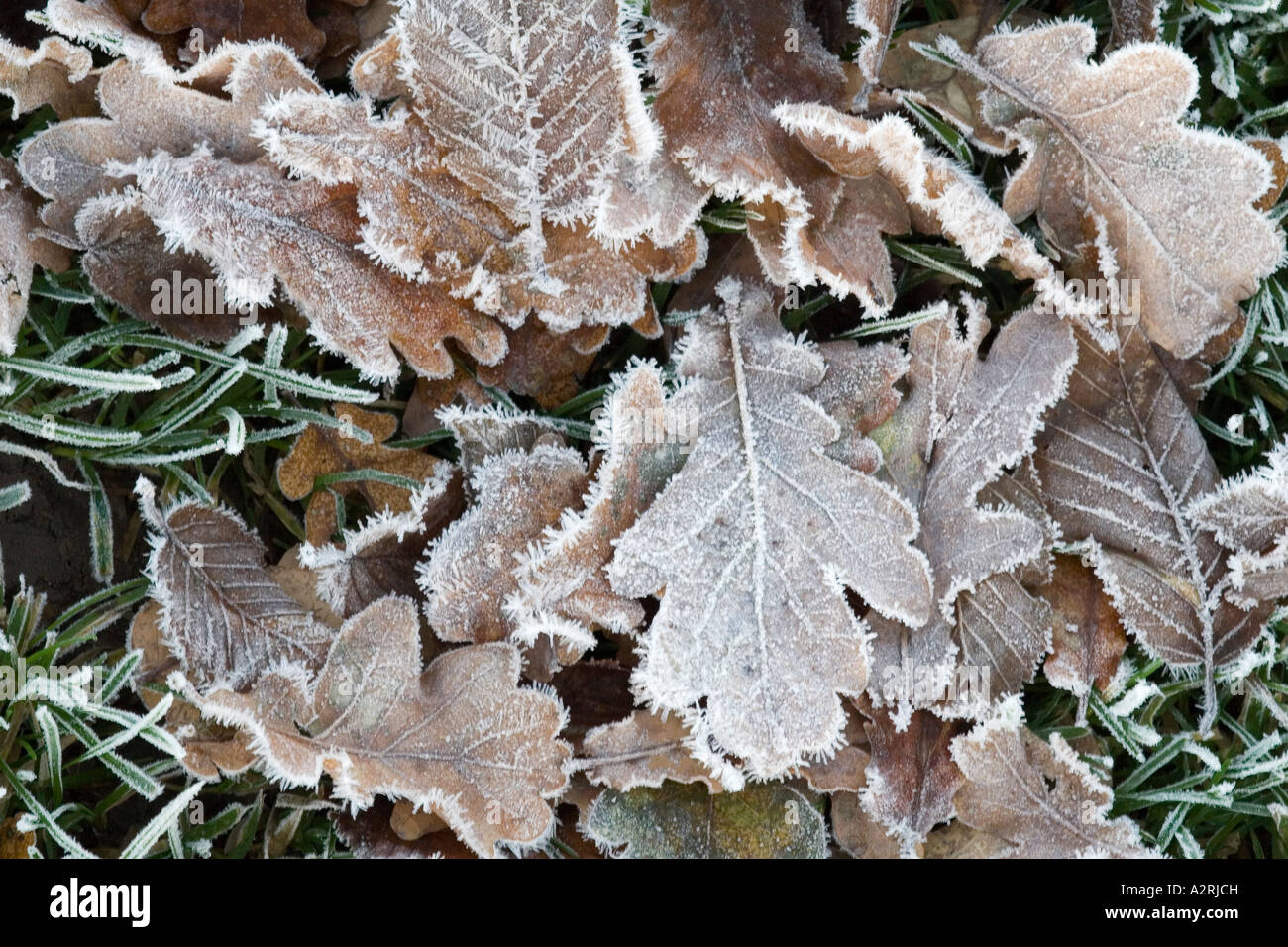 Caduto foglie di quercia ricoperti in trasformata per forte gradiente frost Foto Stock