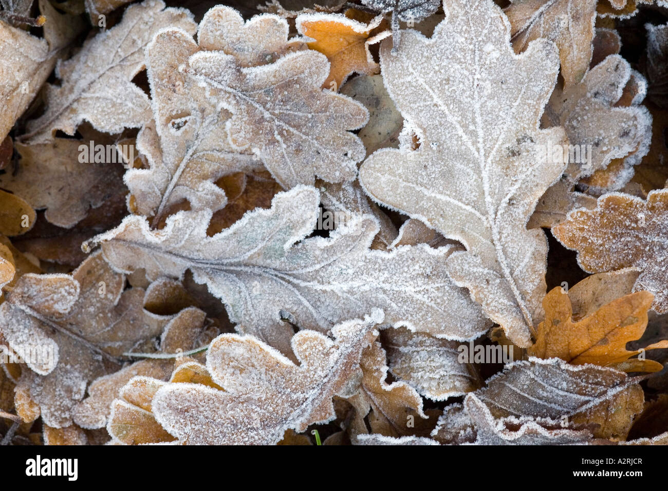 Caduto foglie di quercia ricoperti in trasformata per forte gradiente frost Foto Stock