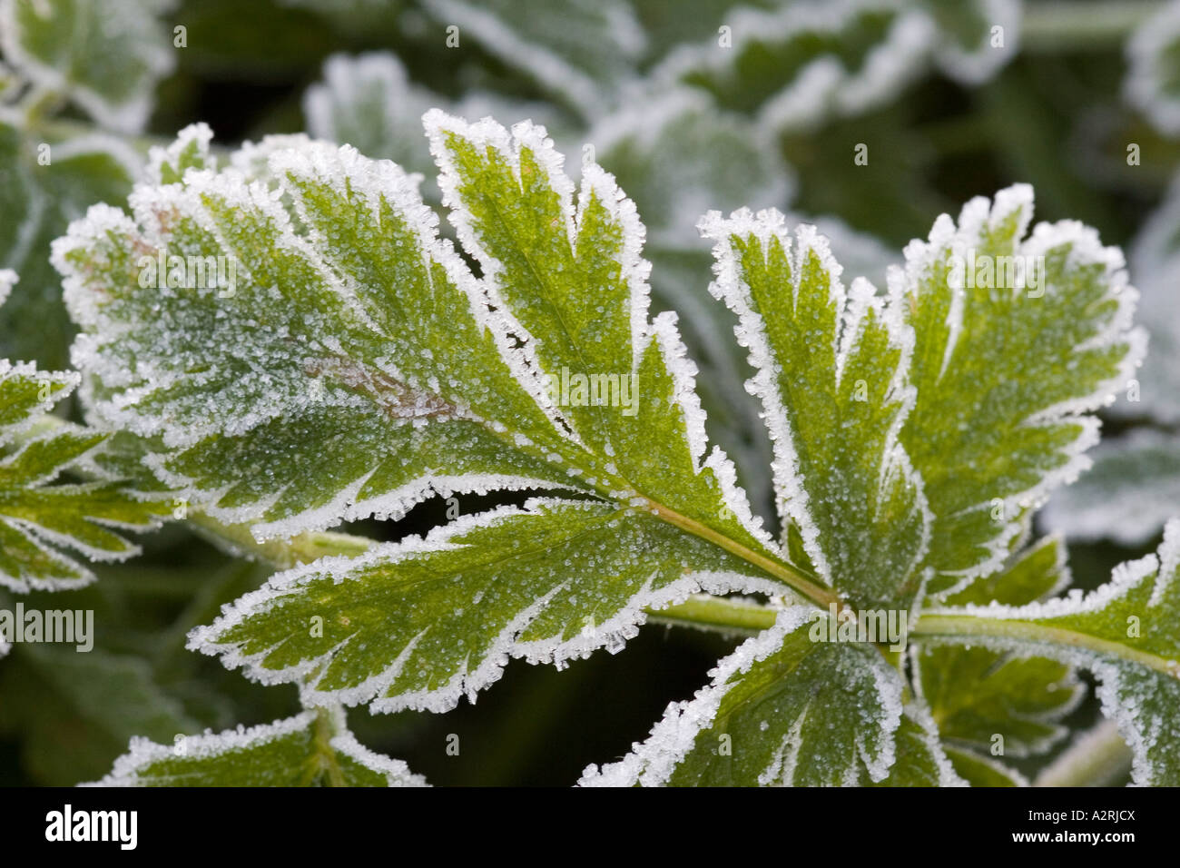 Foglie in inverno delineato nella trasformata per forte gradiente frost Foto Stock
