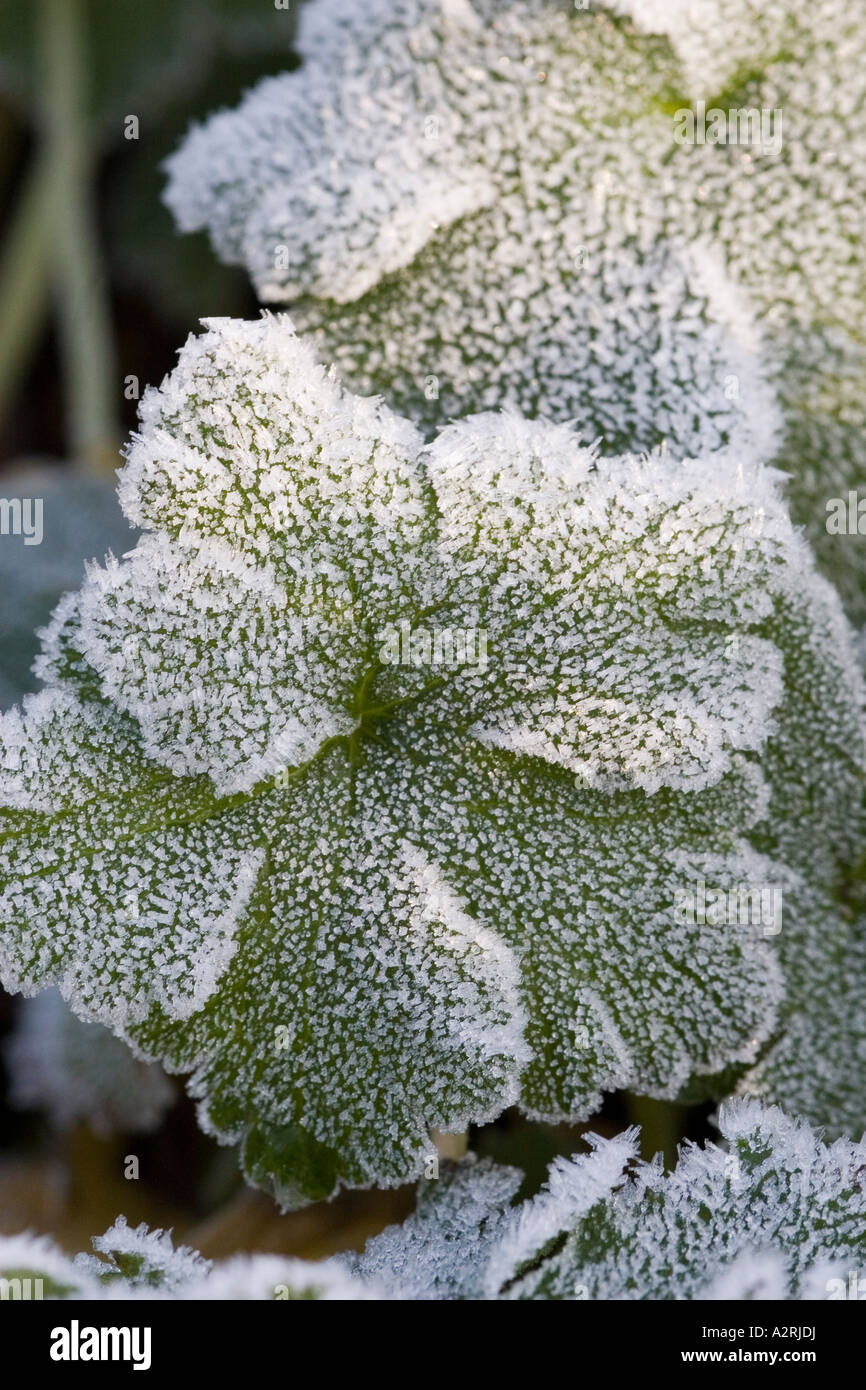 Frost rendere attraenti modelli su foglie in inverno Foto Stock