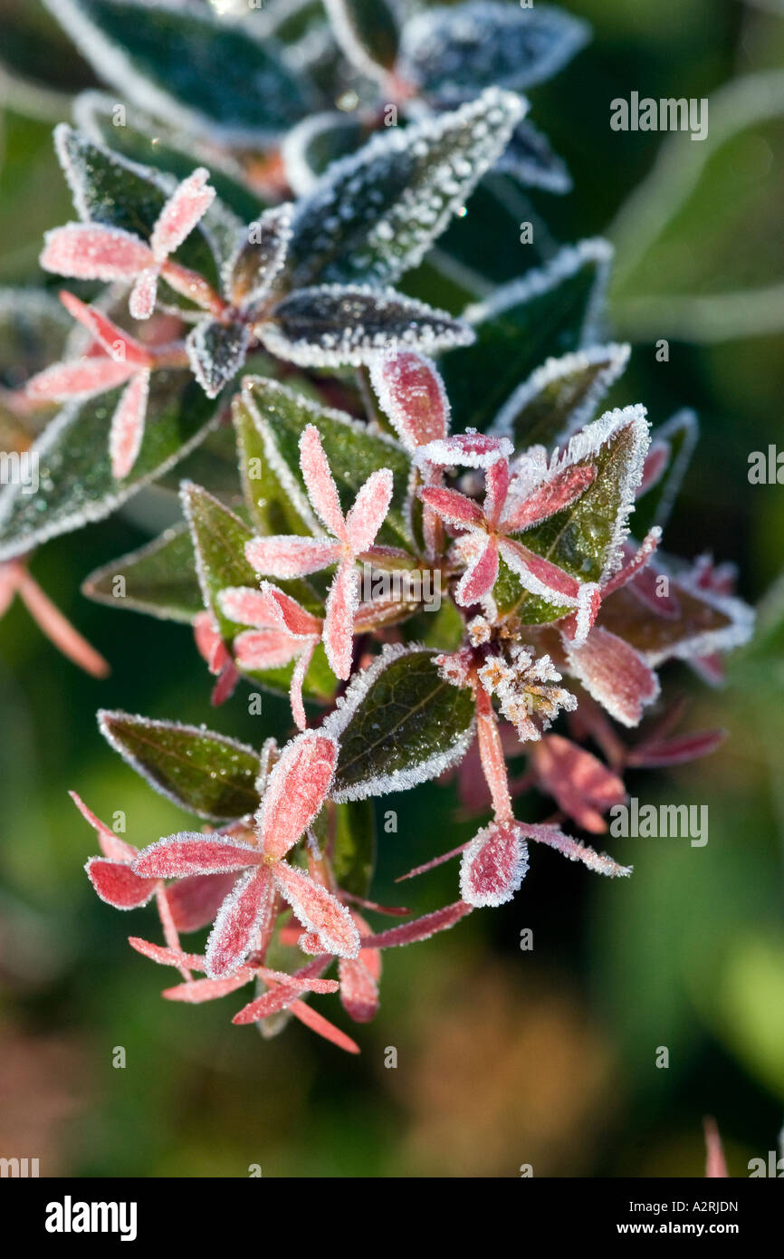 Resti di Abelia blumi coperto di brina trasformata per forte gradiente Foto Stock