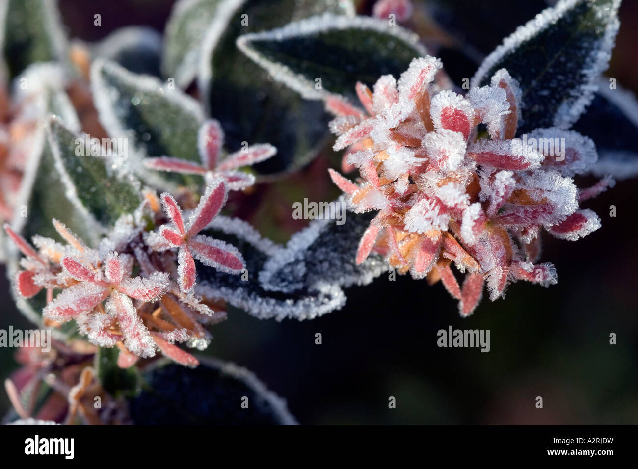 Resti di Abelia blumi coperto di brina trasformata per forte gradiente Foto Stock