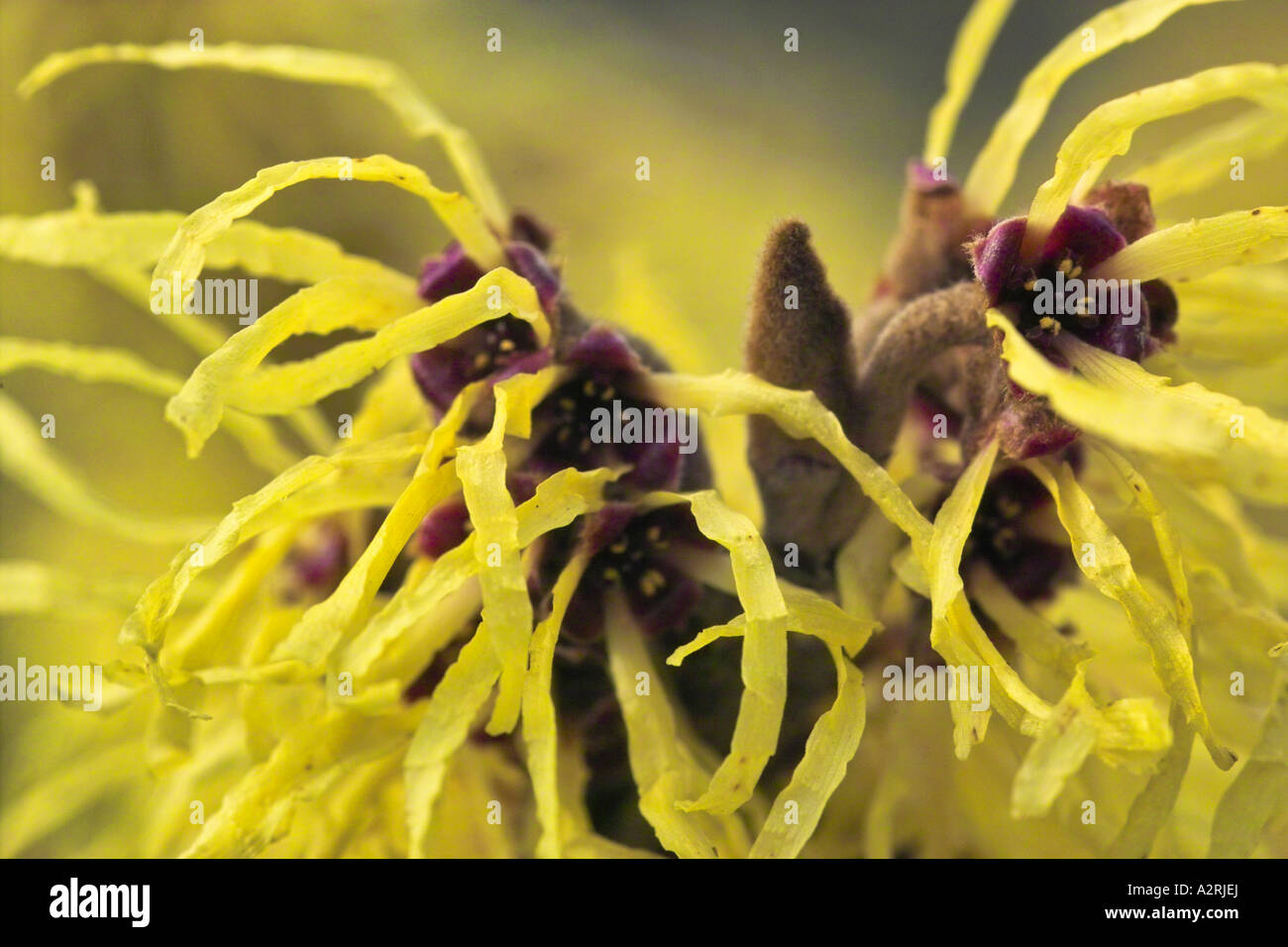 Hamamelis intermedia o Amamelide Tree Foto Stock