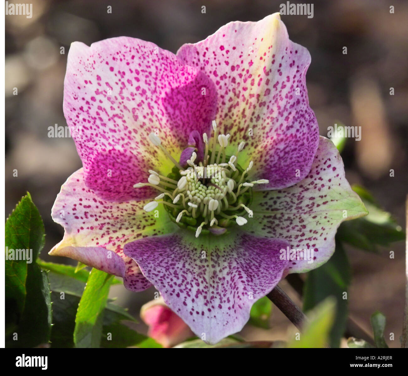 L'elleboro, inverno 2006 Foto Stock