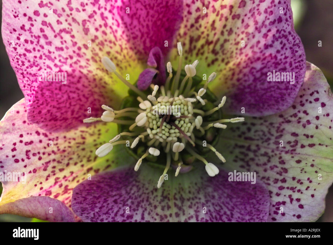 A FIORE GRANDE l'Elleboro Foto Stock