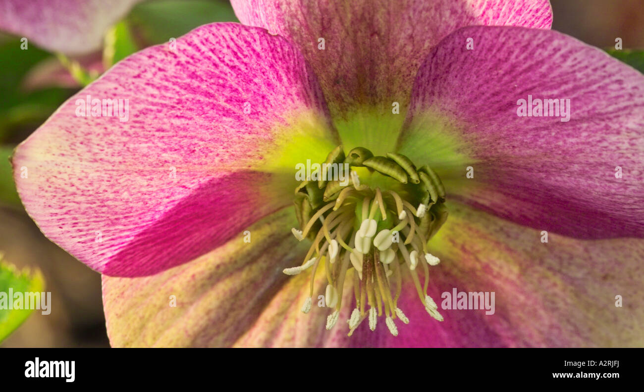 L'elleboro, inverno 2006 Foto Stock